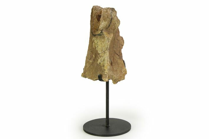 Fossil Hadrosaur Limb Section w/ Metal Stand - South Dakota #354334